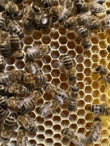 Bienen